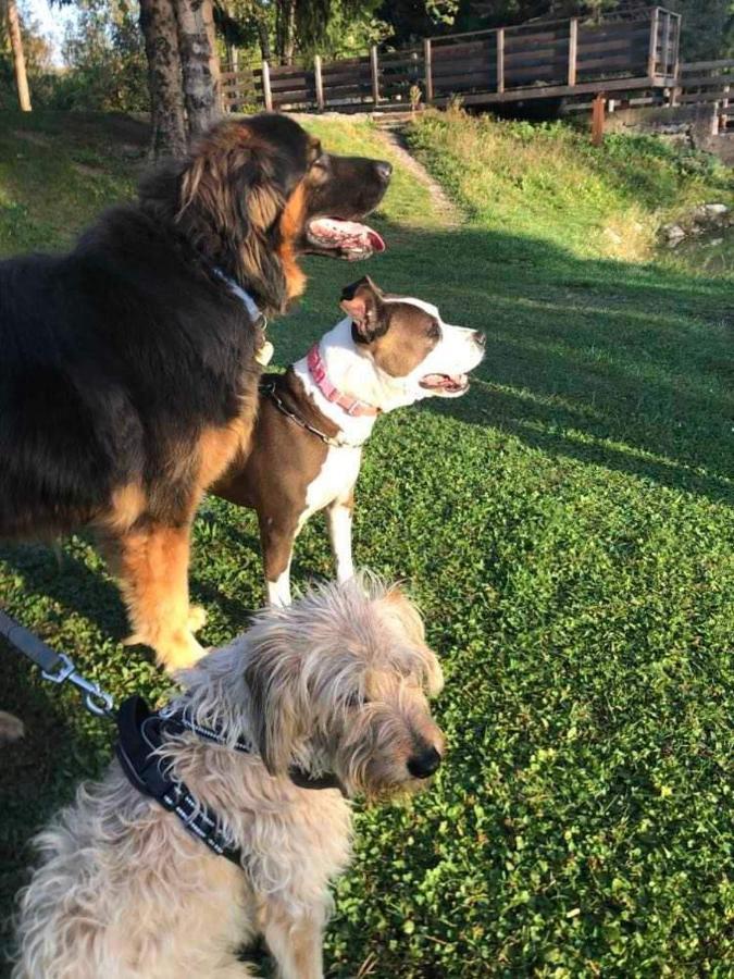 Holiday Guesthouse La Casina Di Butzi Pet Friendly - Terme Di Arta - Zoncolan Arta Terme Eksteriør billede